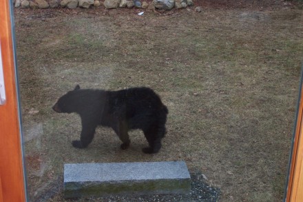 New Hampshire black bear