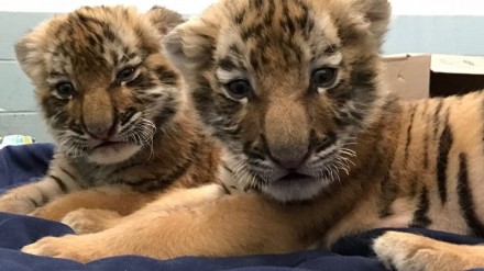 tiger cubs up close