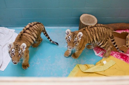 Siberian tiger cubs welcomed to the world 