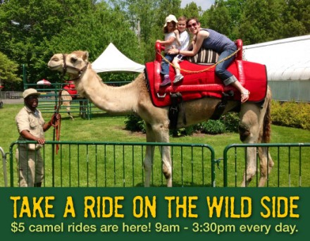 camel rides