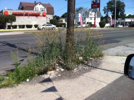 Weeds and litter 8-5-14