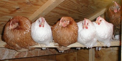 [Image: chickens_at_roost2_sm.jpg]