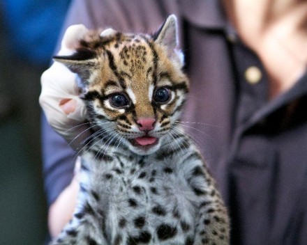 ocelot