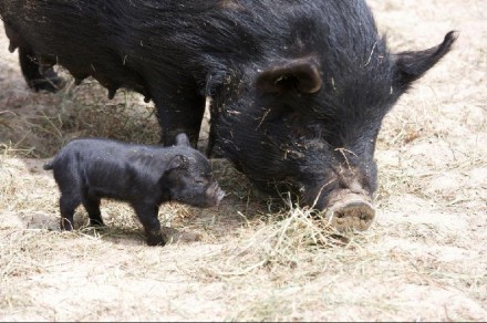 Olivia and one of her eight piglets at Connecticut's Beardsley Zoo