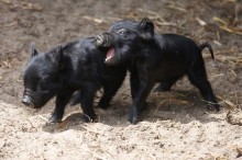 Newborn guinea hog piglets at play at Connecticut's Beardsley Zoo