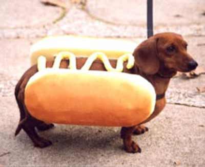 wiener-dog hotdog