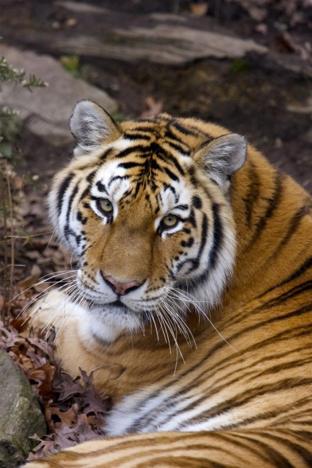 zoo tiger