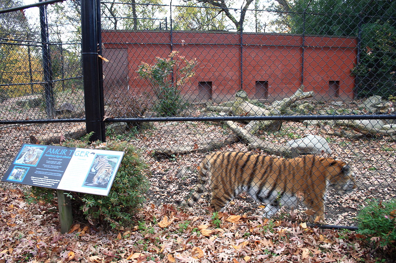 tiger enclosure Beardsley zoo