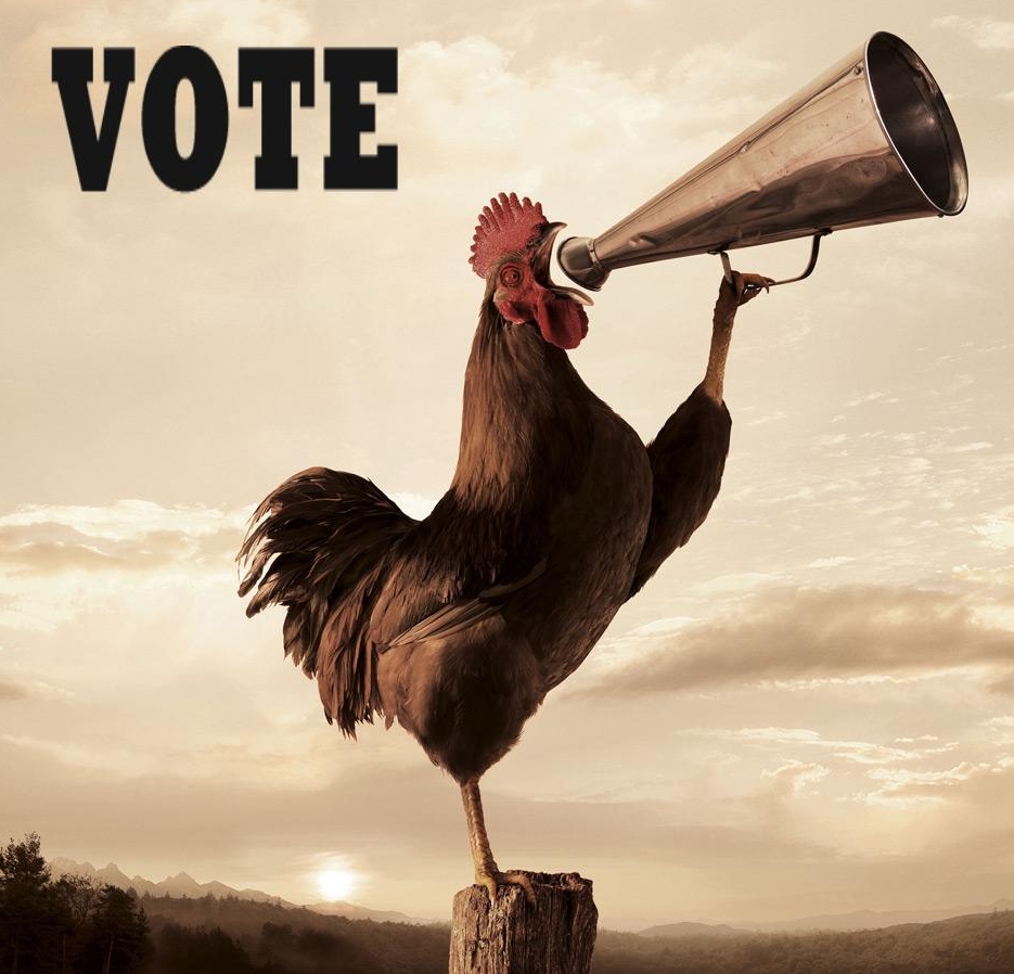 rooster vote